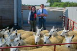 First prize pen of Cheviot Mule Gimmers at Longtown sold for £220 per head from Robert and Hazel McNee Over Finlarg-7
